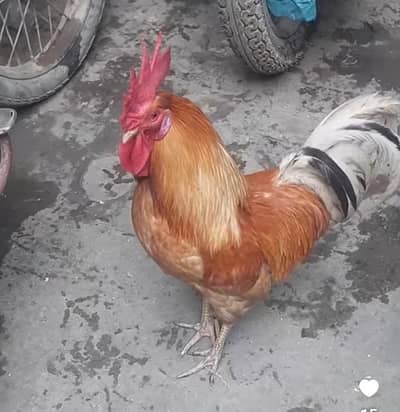 Desi murga home breed