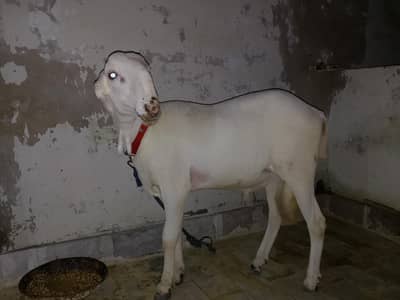 8months white healthy dumba 20kg - Hyderabad