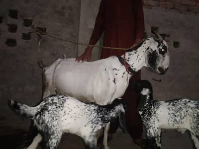 Bakri + 2 male child