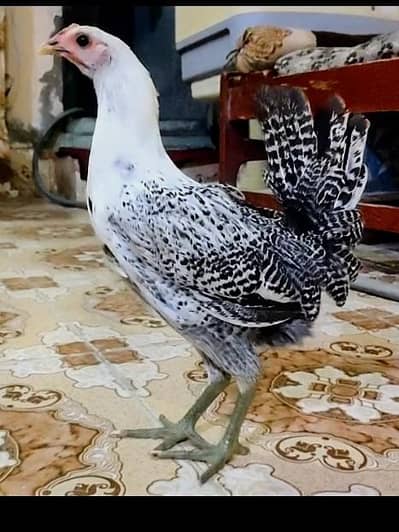 Egyptian fayami Pure Misri