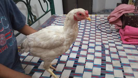 4 Assel femaile or 1 White Heera