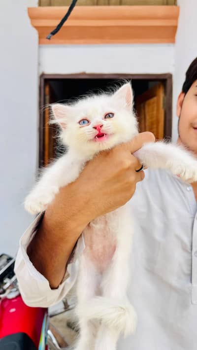 Beautiful kitten available for sell
