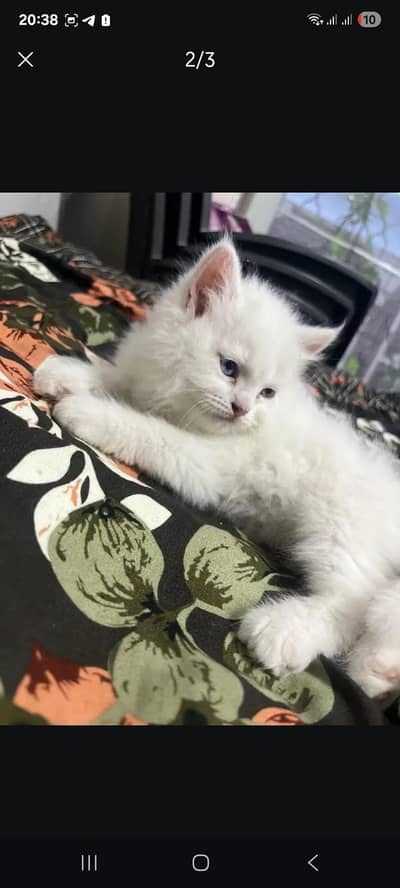 Persian kitten for sale