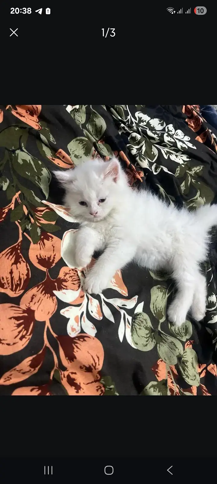 Persian kitten for sale — photo 2