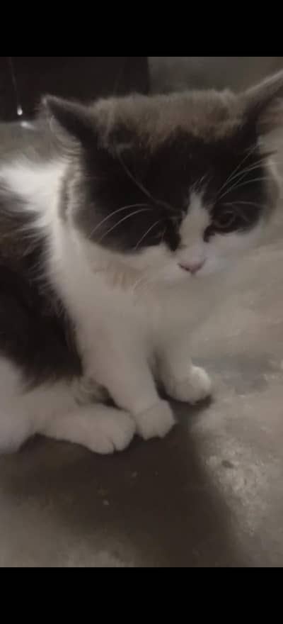 PERSIAN KITTEN