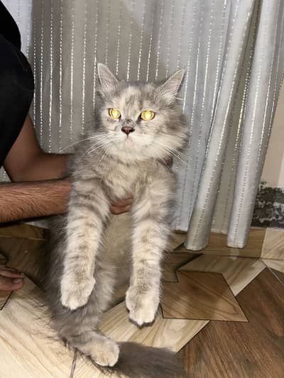 Gray persian female available and can be use for breeding