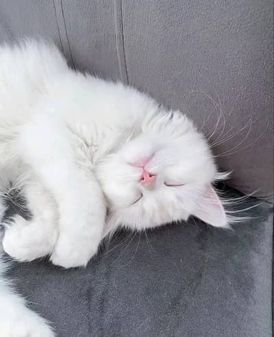 Cats 
