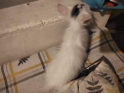 Persian kitten for adoption l  kitten 03327930934 Whatsapp
