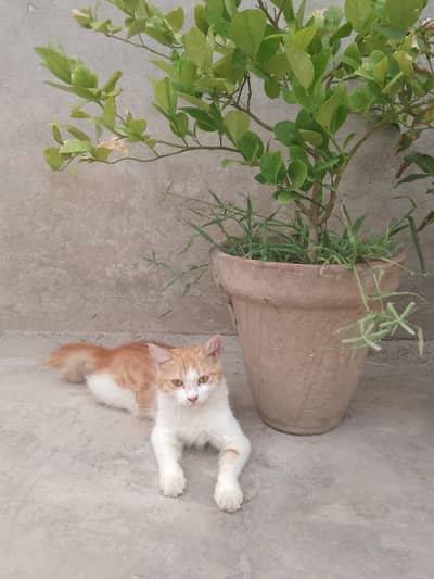 2 males and 2 females cat are for sale 2ooo each cat