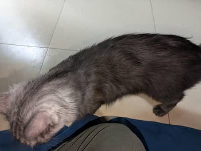 Turkish Angora