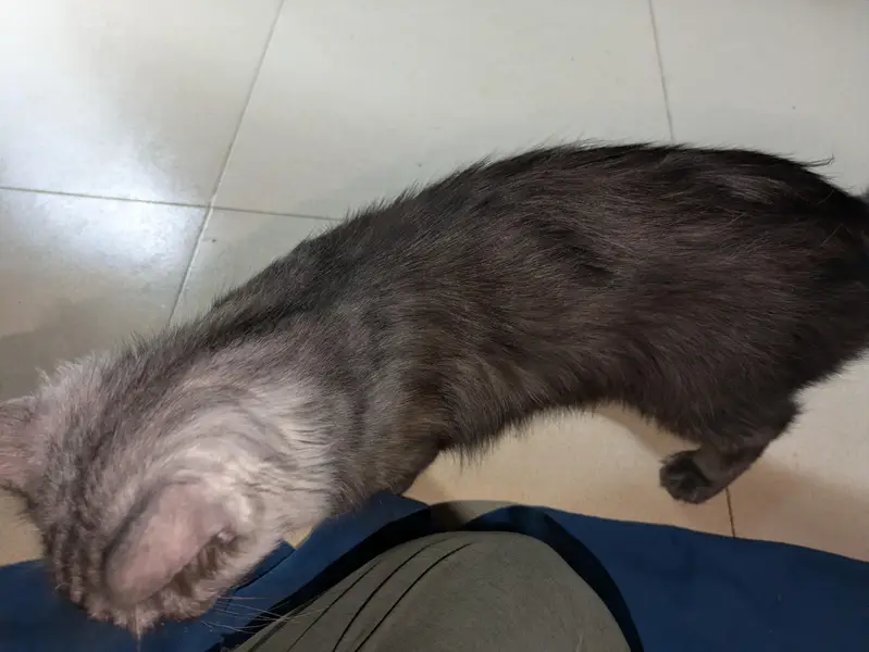 Turkish Angora