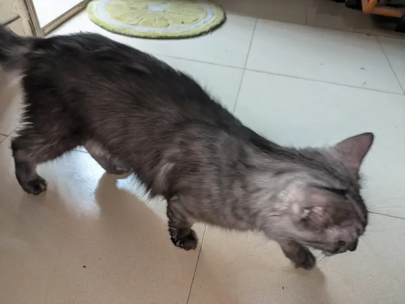Turkish Angora — photo 2