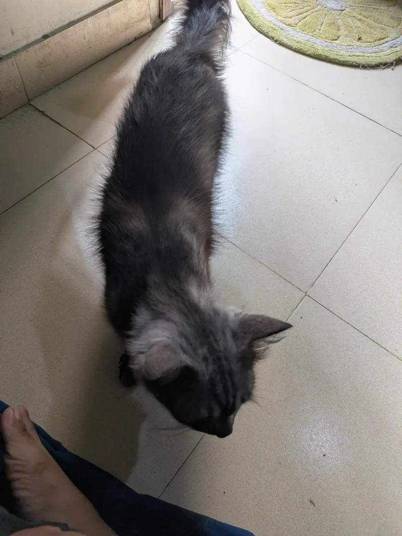 Turkish Angora — photo 3
