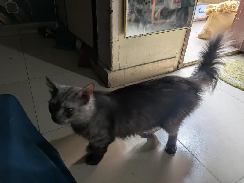Turkish Angora — photo 4