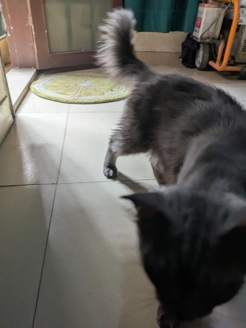 Turkish Angora — photo 5