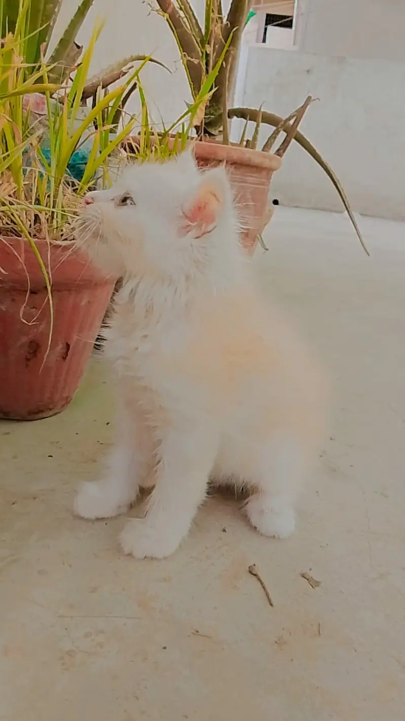 so cute pair very friendly