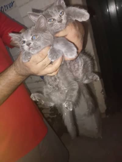 Persian Cats
