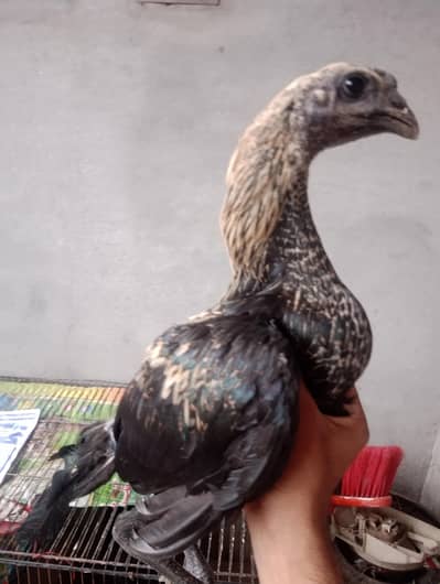 dragon Thai assel for sale shamo pair available adult white