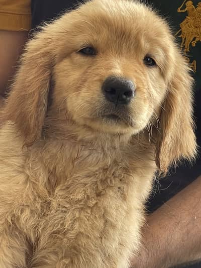 Golden Retriever Puppy |Pup | Golden Retriever | Puppies |Dog For Sale