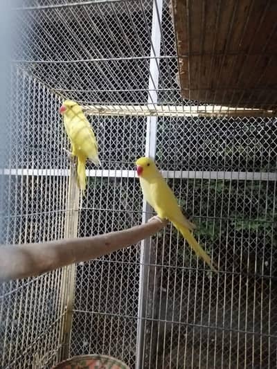 yellow parrot chicks
