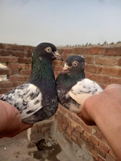 pure rampuri pair for sale