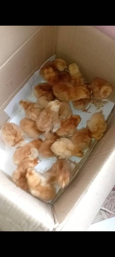ASTROLOP RIR PLAYMOUTH AYYAMCEMANI