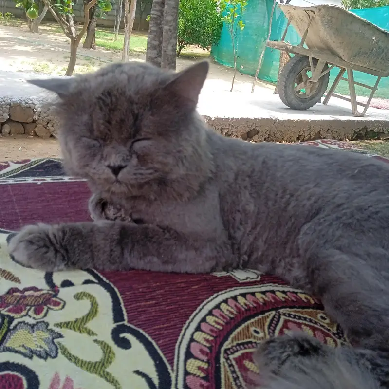 British shorthair grey