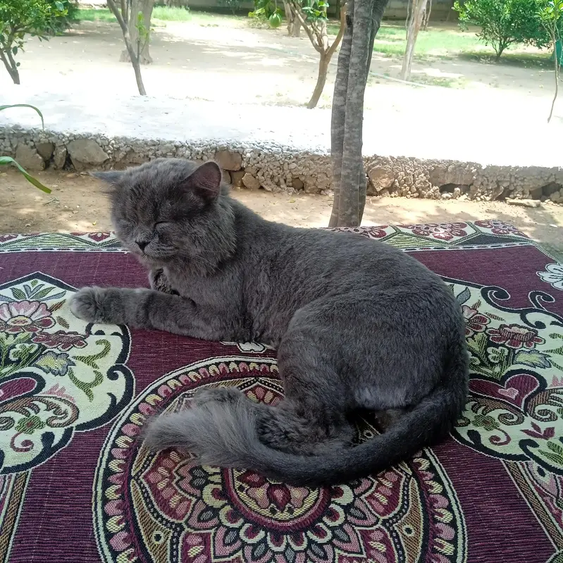British shorthair grey — photo 2