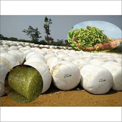 Silage |Corn Silage |Animal Feed | Makai Silage | Corn Silage For Sale