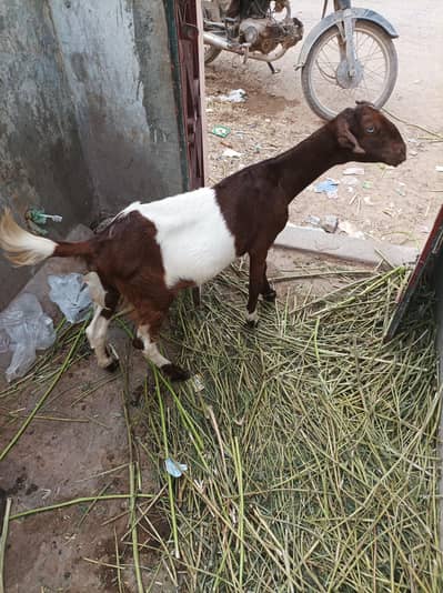 teddi bakri path 6 month white eyes gabban