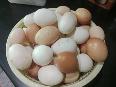 وٹہ انڈیں دینے والی 4 مرغیاں ھے گھر کی پالی ھوی صحت مند ھےم