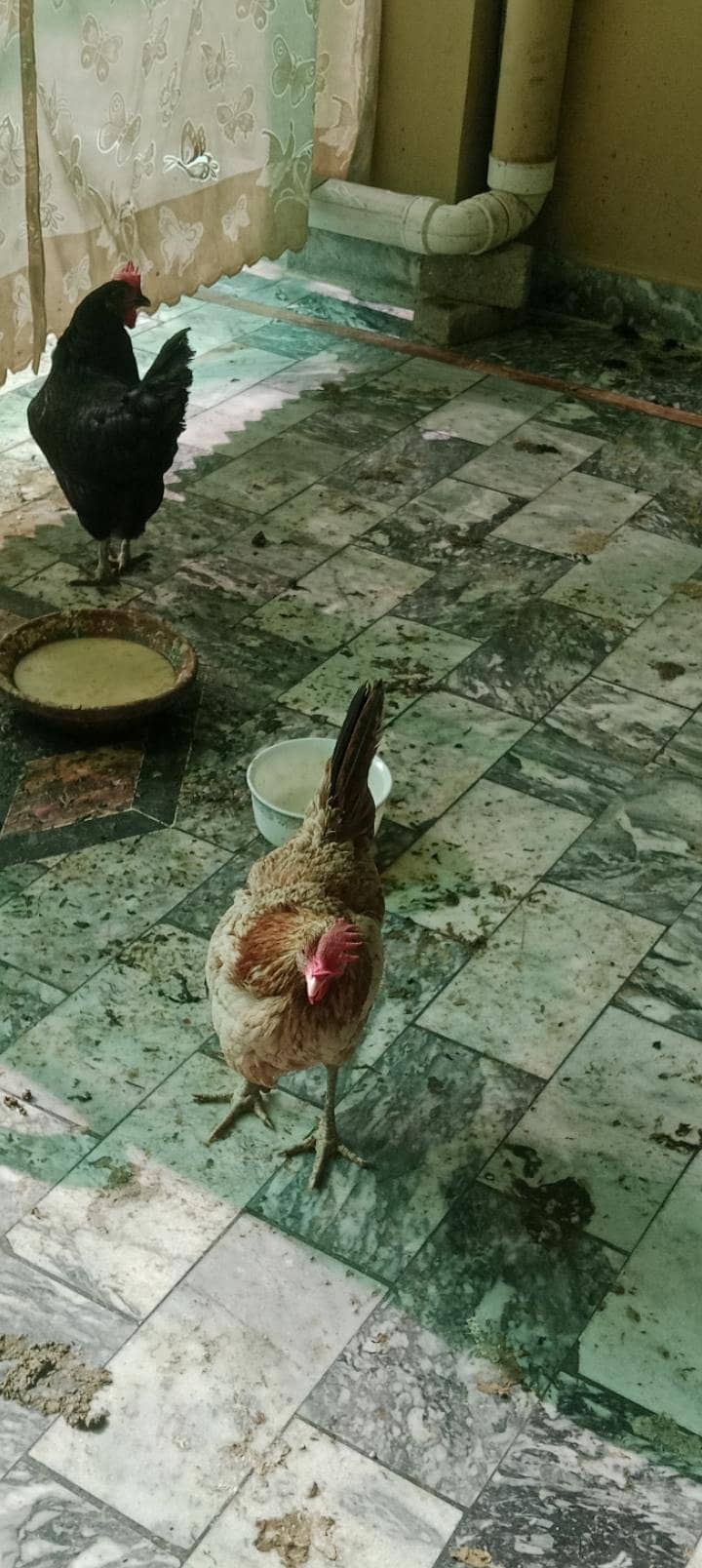 وٹہ انڈیں دینے والی 4 مرغیاں ھے گھر کی پالی ھوی صحت مند ھےم 3