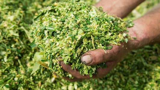 Corn Silage |Animal Feed | Makai Silage | Silage| Corn Silage For Sale