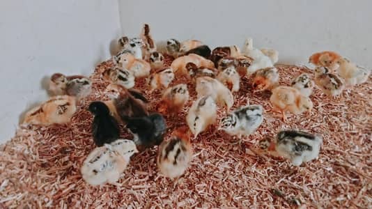 alhamdulillah health,active and vaccinated chicks available .