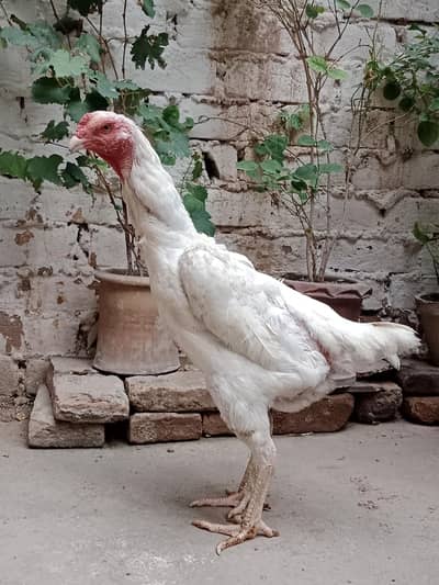 O Shamo Female Available For Sale