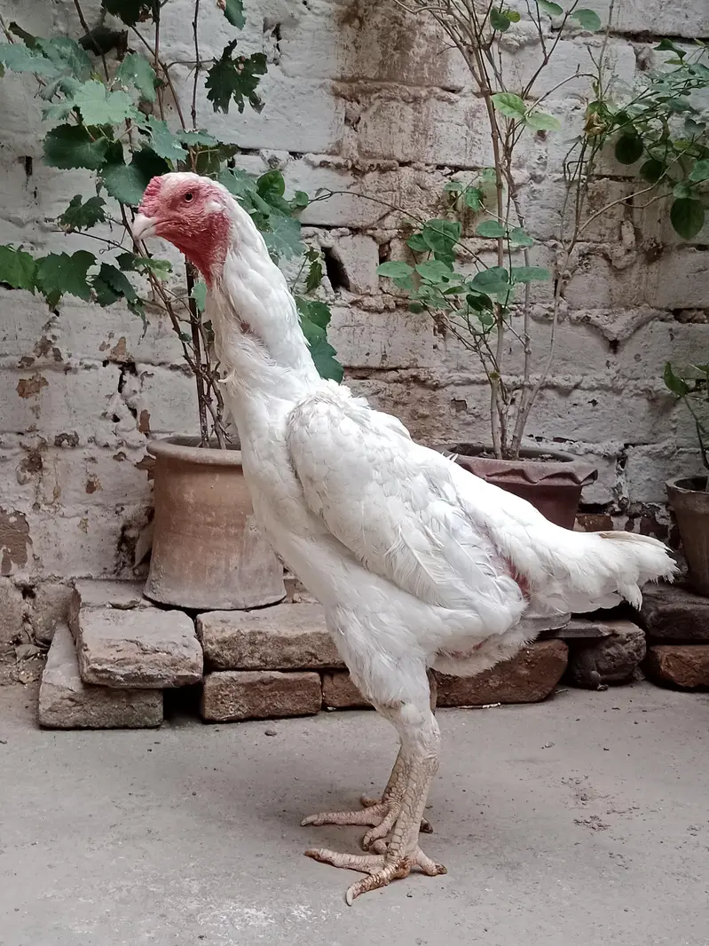 O Shamo Female Available For Sale — photo 2