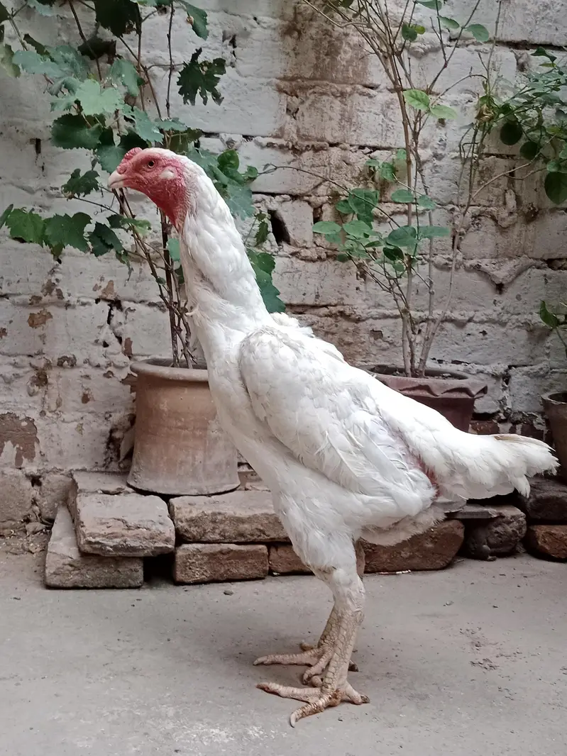 O Shamo Female Available For Sale — photo 3