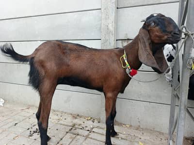 nagra goat 2 female for sell arjant