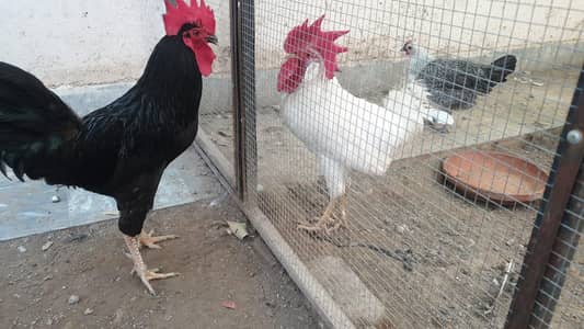 Home grown Roasters for sale, 4000 each.