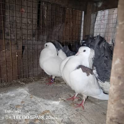 kboter for sale mal and female jora 03237070799
