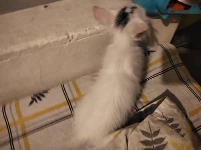 Persian kitten for urgent adoption 03327930934