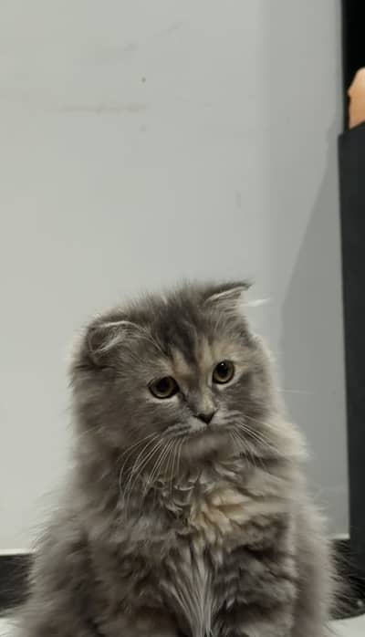 Scottish fold kitten for sale