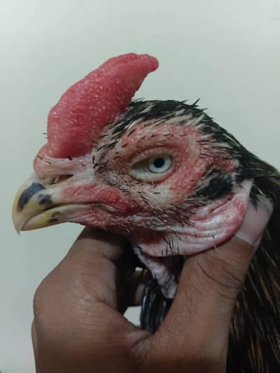 Khalis line Aseel murgy for sale 3 ring eyes han