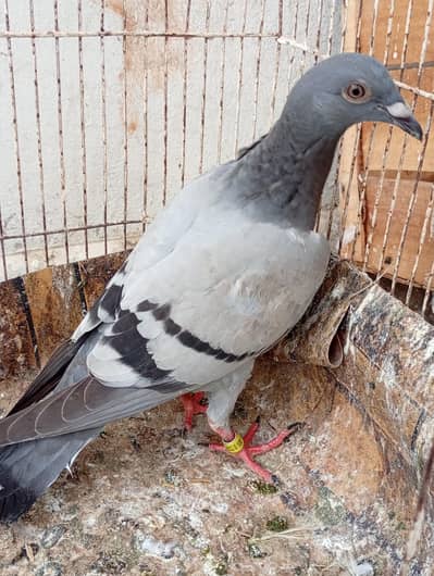 Recer pigeon loft