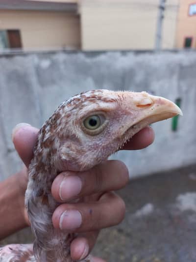 Khalis line aseel chick 3 ring ha eyes ma