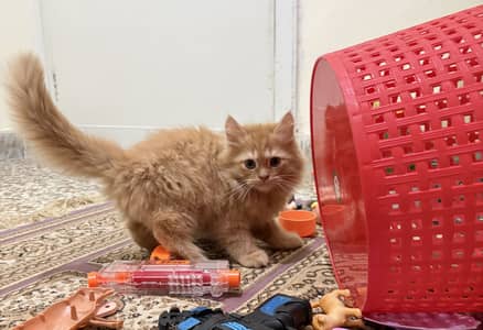Ginger Male Kitten