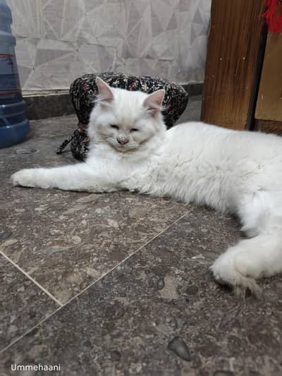 percian cats 6 month age male 2 piece available