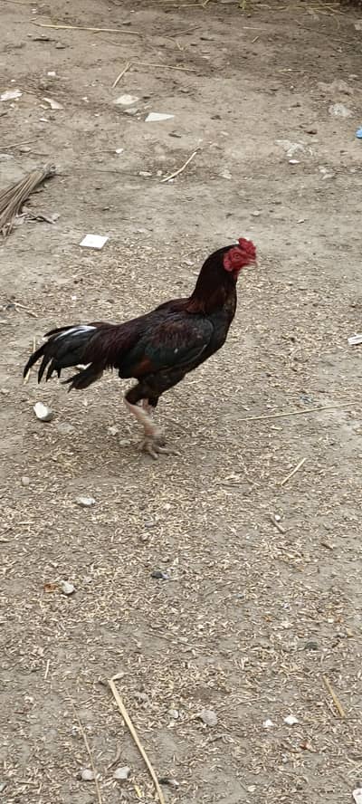 Hen for sale