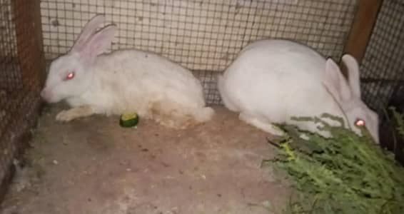 Two female rabbits for sale.