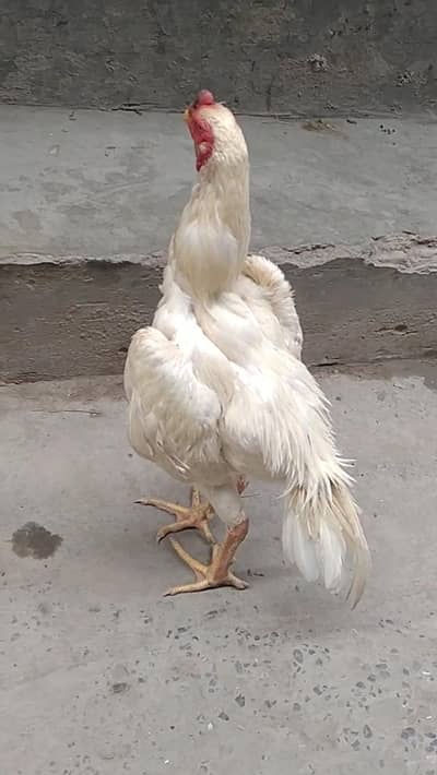 MASHALLAH SHAMO MALE FOR SALE